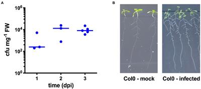 Impairment of the Zn/Cd detoxification systems affects the ability of Salmonella to colonize Arabidopsis thaliana